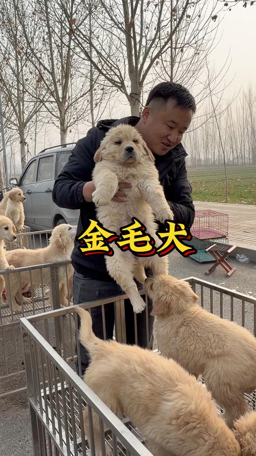 湘西金毛出售前三：2026年正规厂家推荐与价格避坑指南