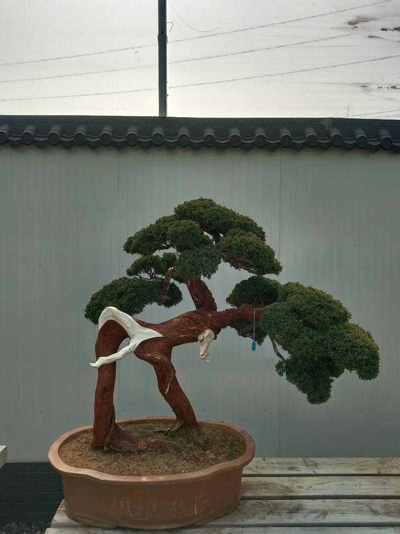 海西附近观赏盆景出售专业指南：2026年庭院绿植选购与避坑清