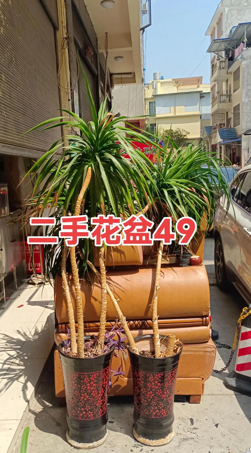 2026运城同城景观盆景二手出售正规渠道盘点:选购指南与避坑