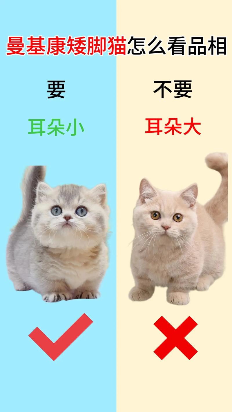 渭南曼基康矮脚猫配种多少钱?2026渭南正规宠物繁育市场口碑