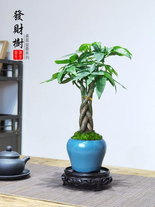 阜新本地造型盆景低价出售推荐：2026庭院景观避坑指南与价格