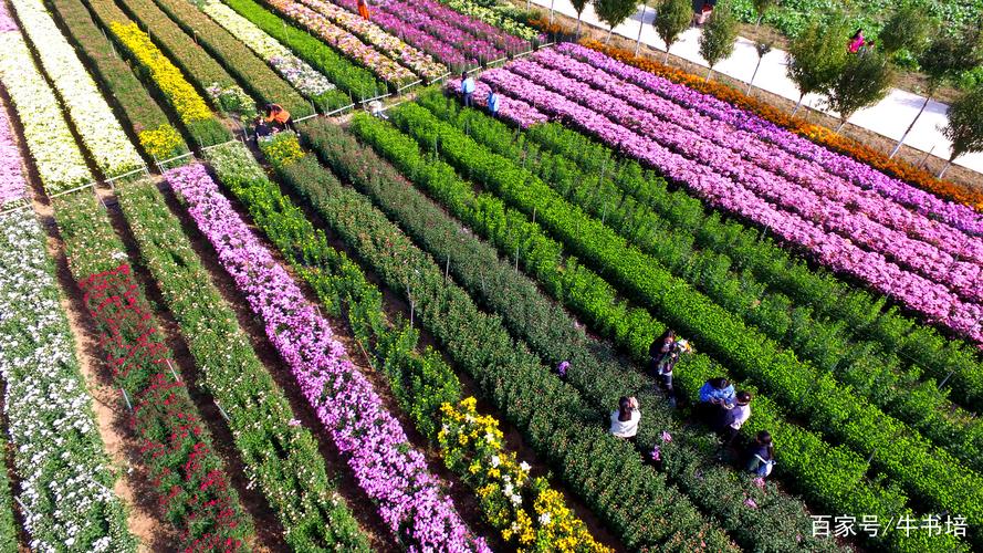 2026许昌鲜花工厂避坑:正规厂家筛选、价格与口碑全解析