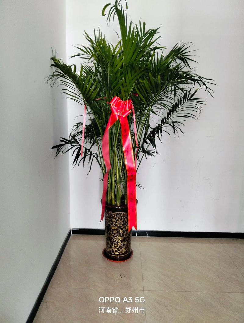 2026菏泽庆典演出现场绿植布置施工队推荐清单：专业避坑与选