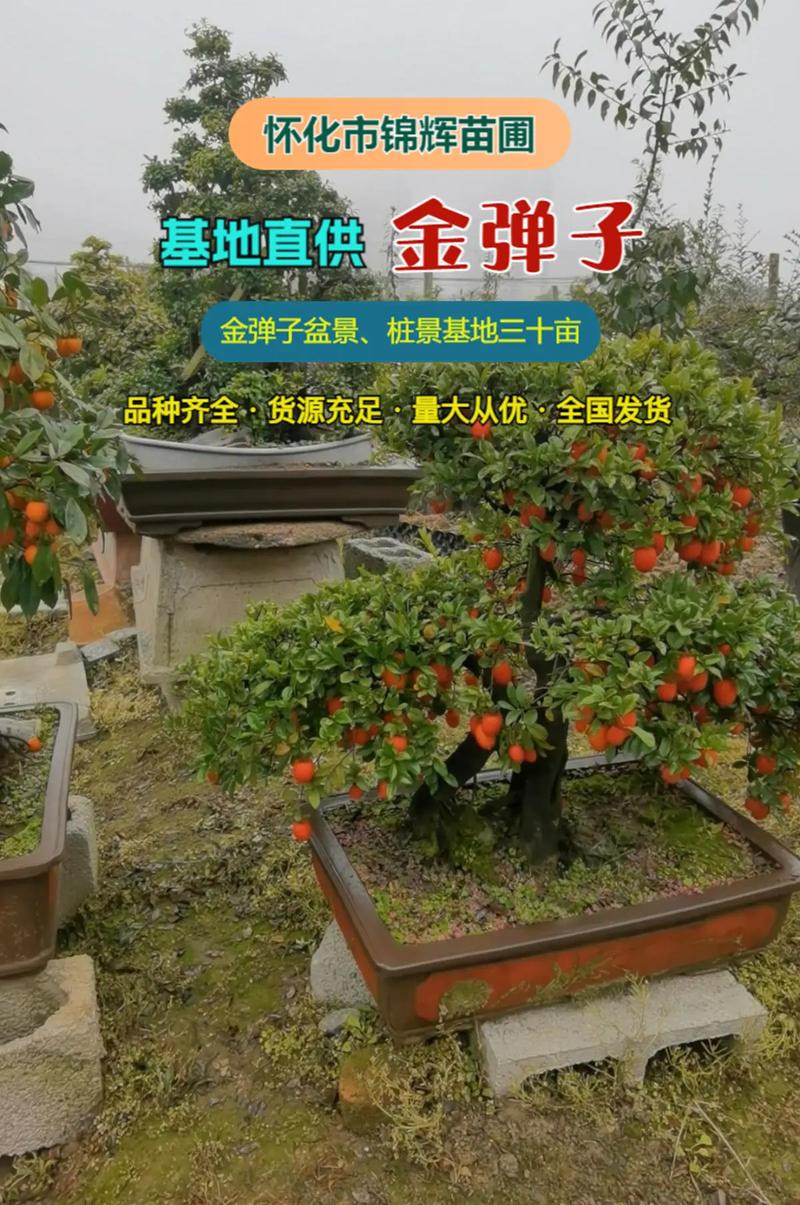 湘西盆景供货企业前3强推荐：2026年正规靠谱的源头厂家清单