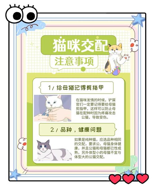 2026防城港埃及猫配种正规商家推荐与口碑指南