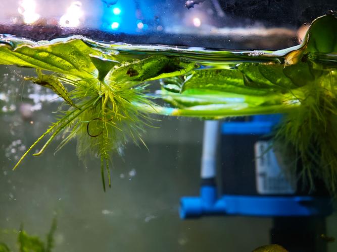 云浮水生水草前五名推荐:优质种植厂家与市场口碑盘点