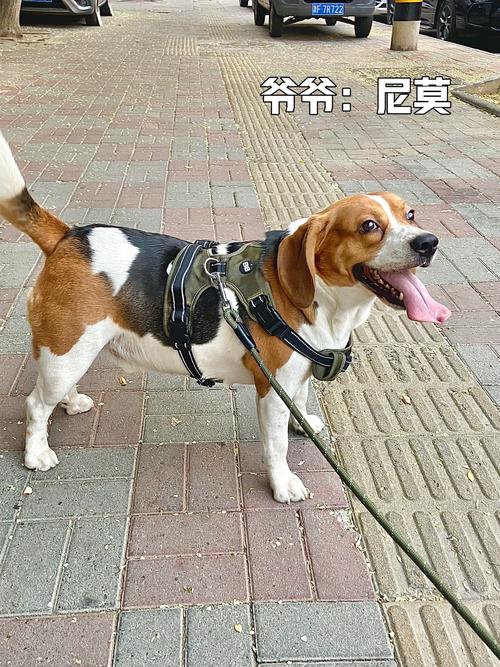 台州比格出售指南:2026年口碑前三强正规渠道推荐与价格分析