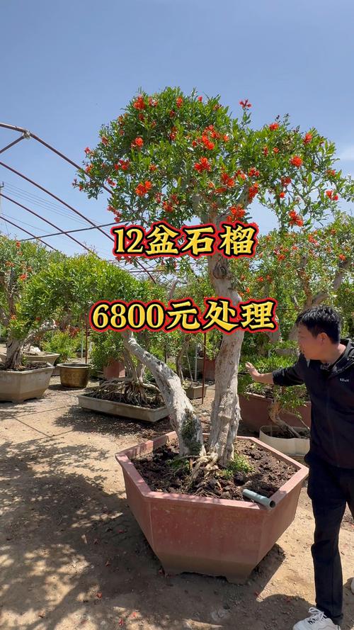 2026年宿州奇石盆景市场指南:附近观赏盆景出售费用解析与专