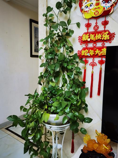 2026重庆绿植盆栽采购供货正规商家推荐与避坑指南
