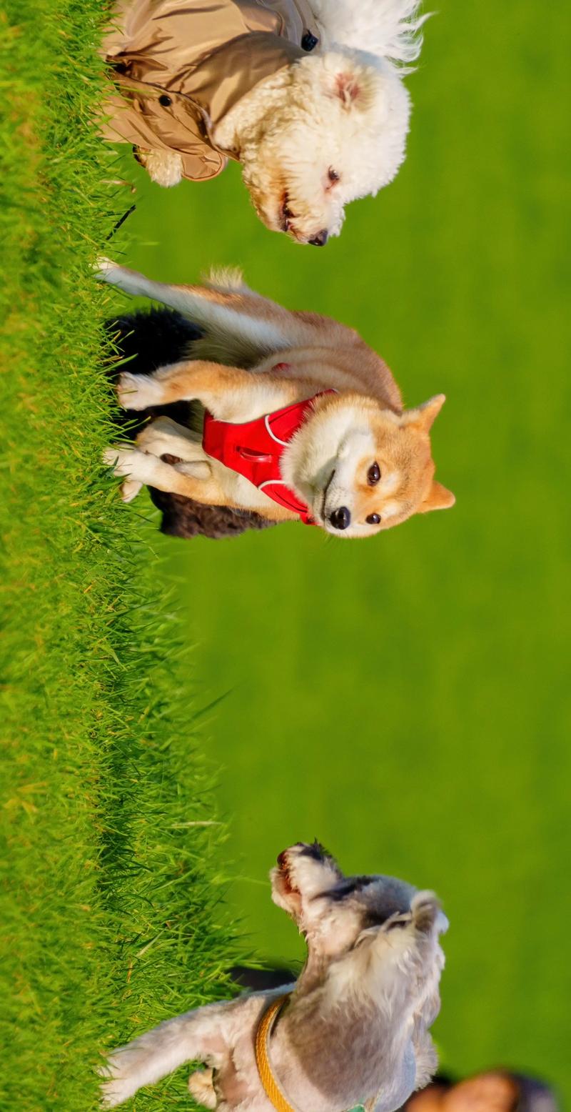 2026临沂柴犬厂家排行榜：正宗纯种柴犬选购避坑指南
