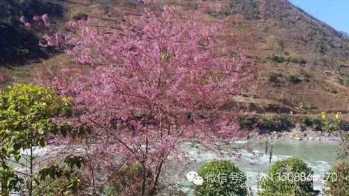 怒江鲜花施工队2026年推荐清单:专业团队与费用解析