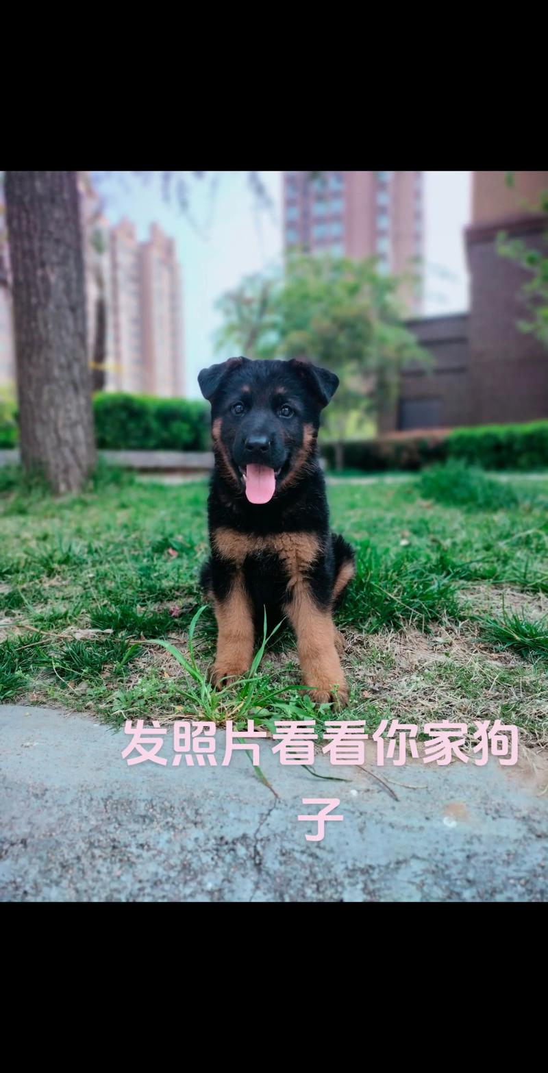 营口德牧纯种价格与正规厂家推荐,2026年前5强盘点