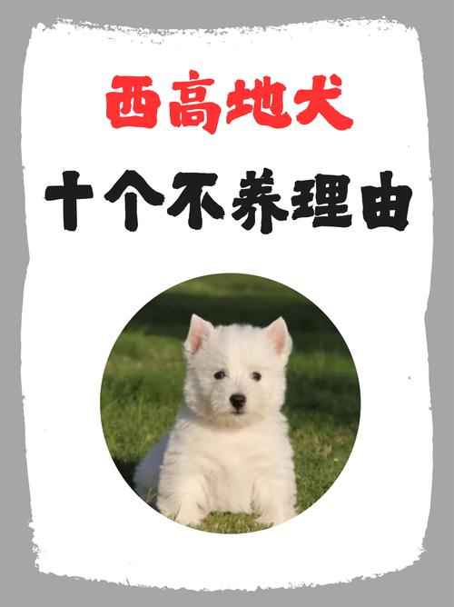 2026武威西高地纯种犬十大口碑推荐与选购指南