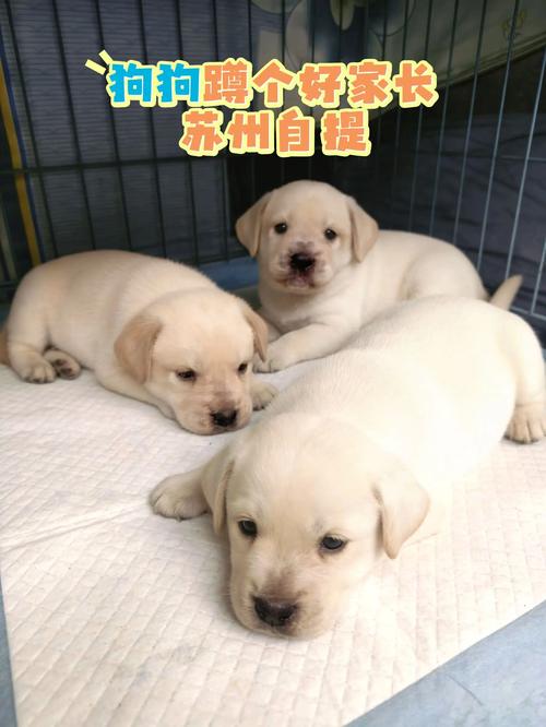 苏州拉布拉多正宗价格2026年正规犬舍推荐及选购指南