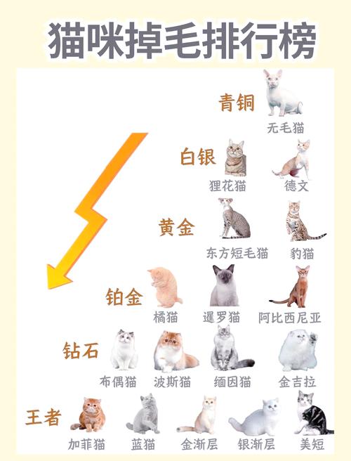 2026阜新宠物毛发拉直榜单推荐:专业正规洗护机构价格与口碑