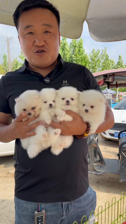 2026阜阳博美出售市场观察：正规犬舍推荐与纯种选购指南
