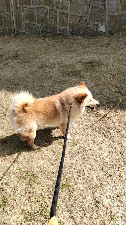 贵阳柴犬出售十强推荐:价格、排名与避坑指南