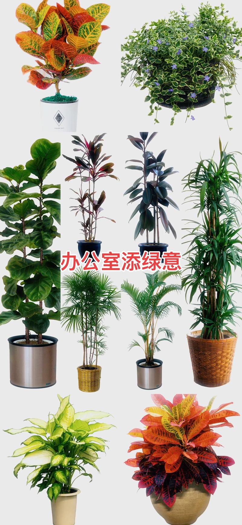 南平室内绿植零售商家怎么选?2026年正规口碑前5强推荐与避