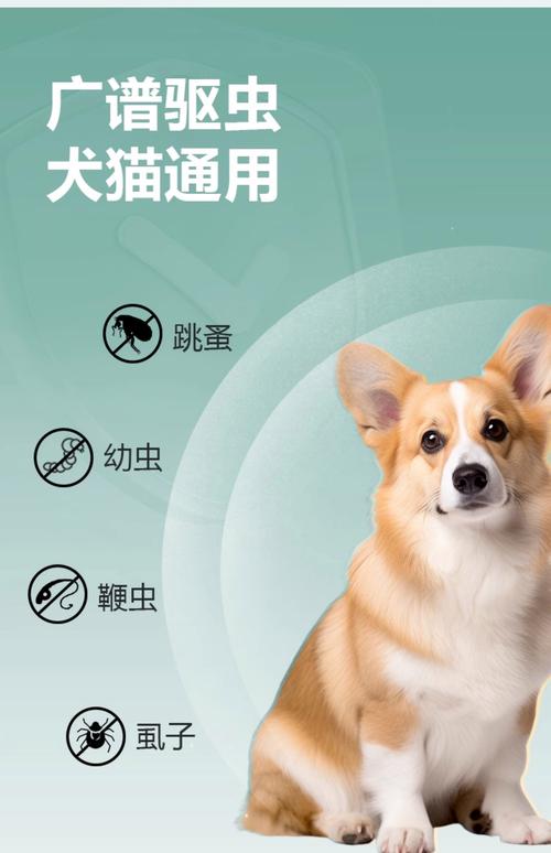 潍坊宠物体外驱虫排行榜2026:正规服务机构推荐与避坑指南
