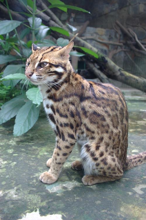 2026广州豹猫出售前5名推荐:正规厂家与纯种选择指南