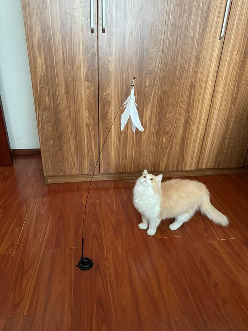 2026大理宠物逗猫棒避坑指南:专业推荐与价格排行