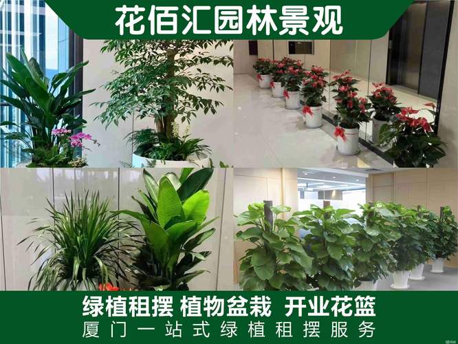 大连庭院盆景同城急转多少钱？2025年度庭院绿植选购与转让避