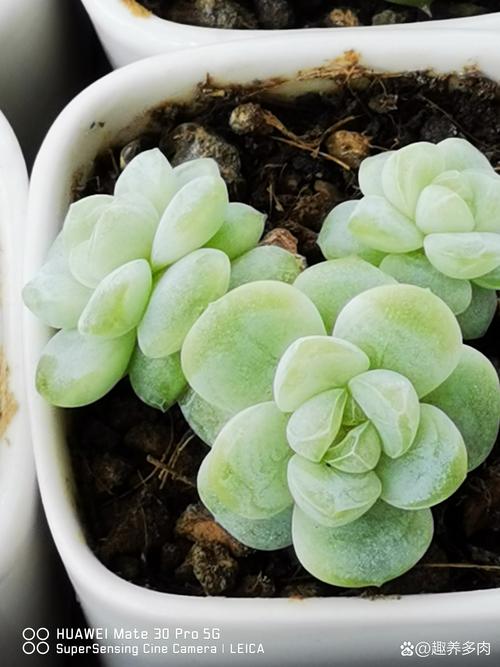 2026昭通本地多肉植物TOP3推荐:口碑前五名单及选购指南
