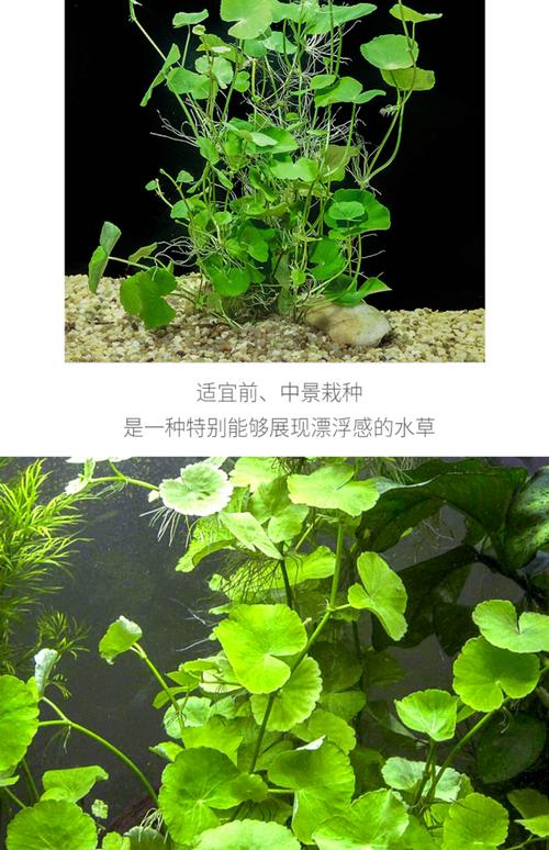 河池水生水草怎么选？2026年水族造景避坑指南与价格参考