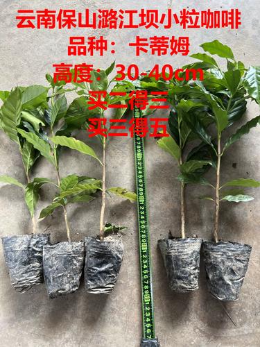 怒江庭院鲜花盆景施工队推荐清单 2026:专业服务与口碑榜