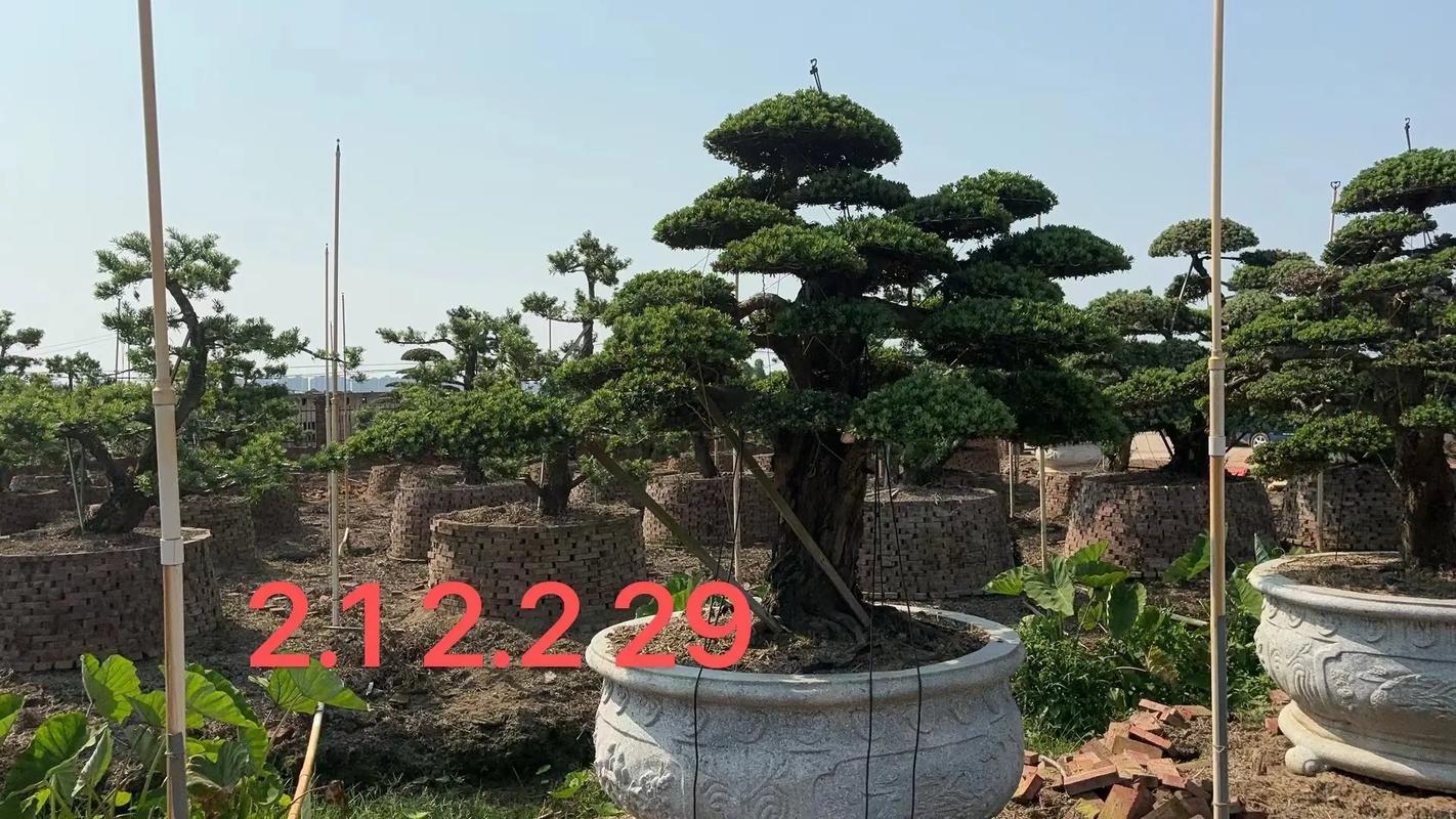 2026黄南庭院盆景设计策划施工服务商推荐清单:专业避坑指南