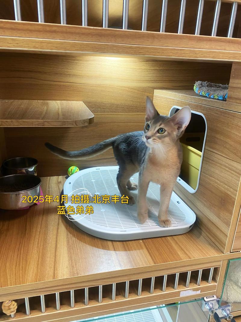 2026年盐城阿比西尼亚猫出售商家口碑推荐:正规繁育与价格解