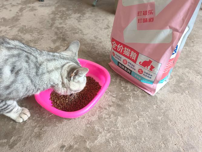 2026年商丘蓝猫厂家前五名推荐:正规蓝猫厂家价格表与避坑指