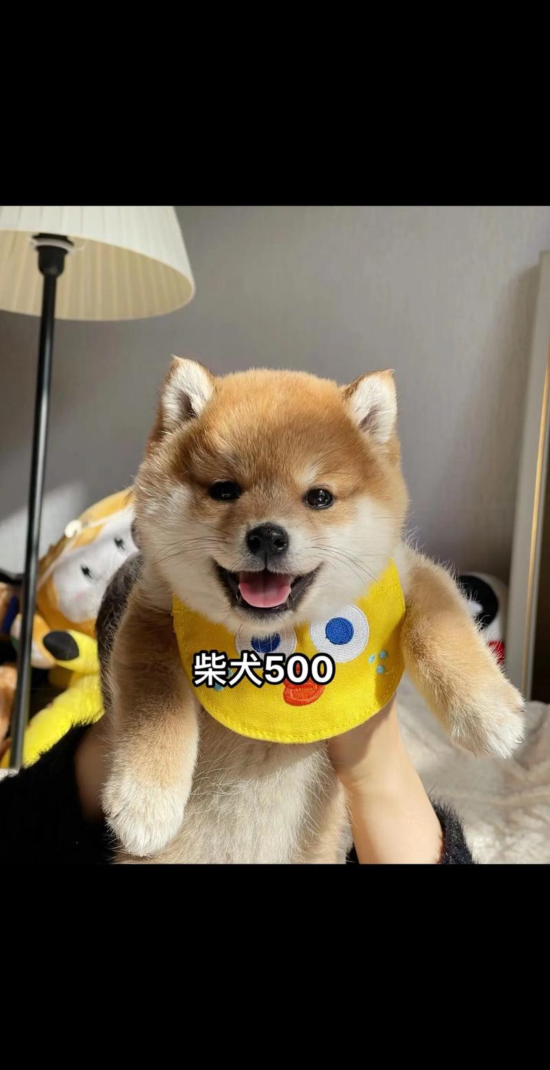 吴忠柴犬出售5大推荐：2026年口碑靠谱的纯种犬舍怎么选