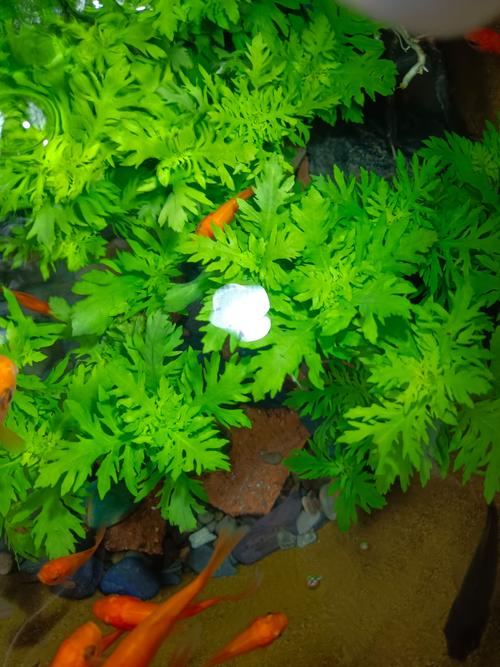 潍坊本地水生水草前十推荐及2026年种植服务商盘点