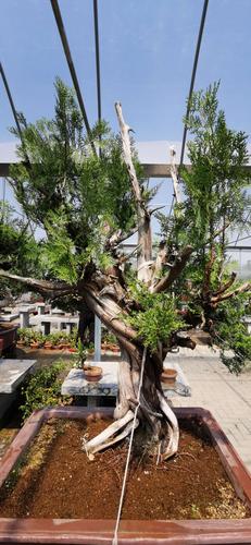 临沂盆景零售门店哪家强?2026年本地优质商家推荐与选购指南