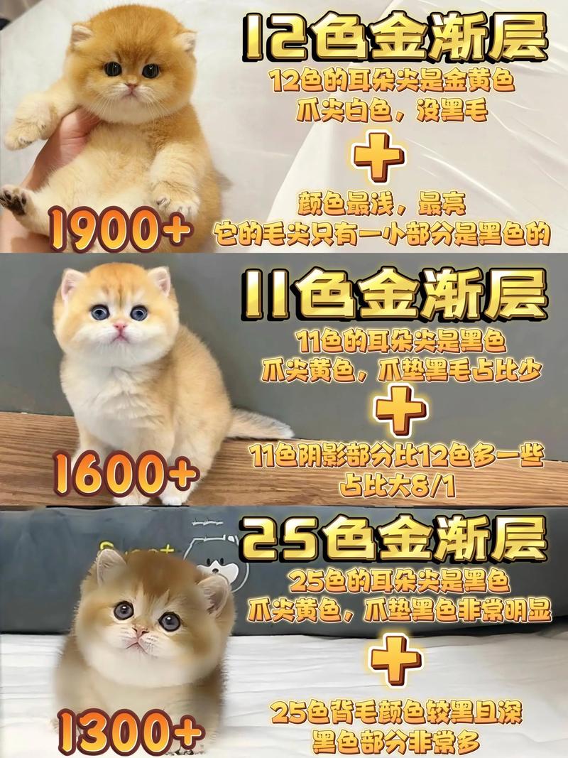 宜春金渐层正宗多少钱?2026年市场行情分析与专业选购指南