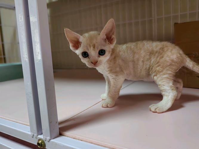 昭通德文卷毛猫配种正规攻略:2026年宠物繁育市场优选服务与
