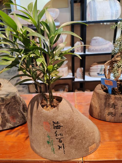 鹤壁同城奇石绿植转让TOP5:2026年最新口碑排行与价格参