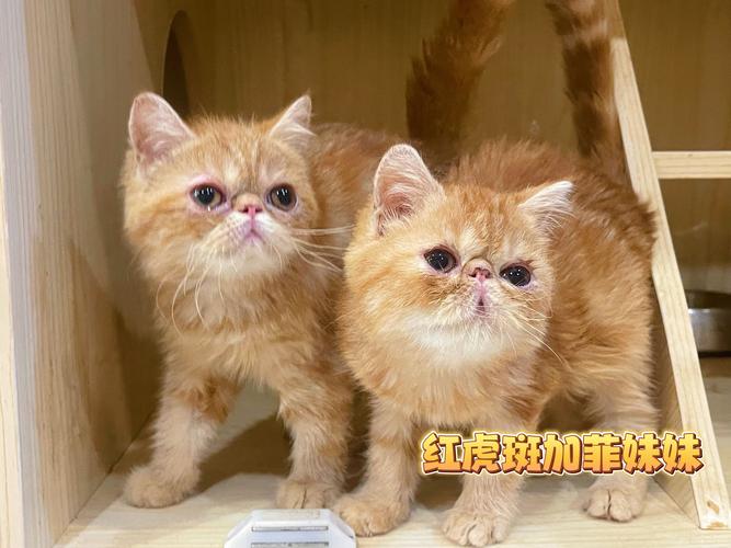 2026驻马店加菲猫出售十强盘点:价格、口碑与正规选购指南