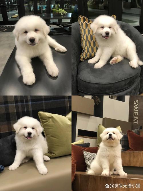 达州大白熊出售哪家好?2026年正规犬舍购买指南与避坑解析