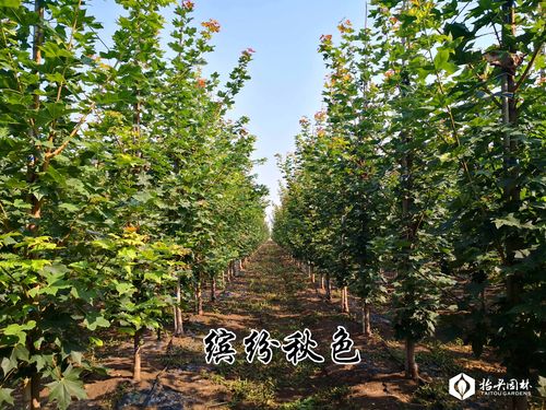荆门本地园林种苗多少钱?正规种植厂家推荐与选购指南