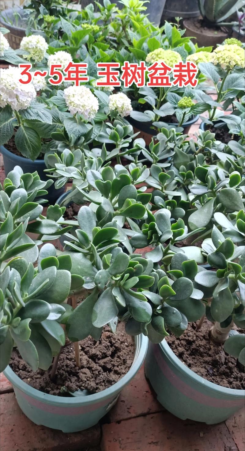 附近观赏盆景出售市场分析:同城选购庭院绿植与造型盆景的实用指