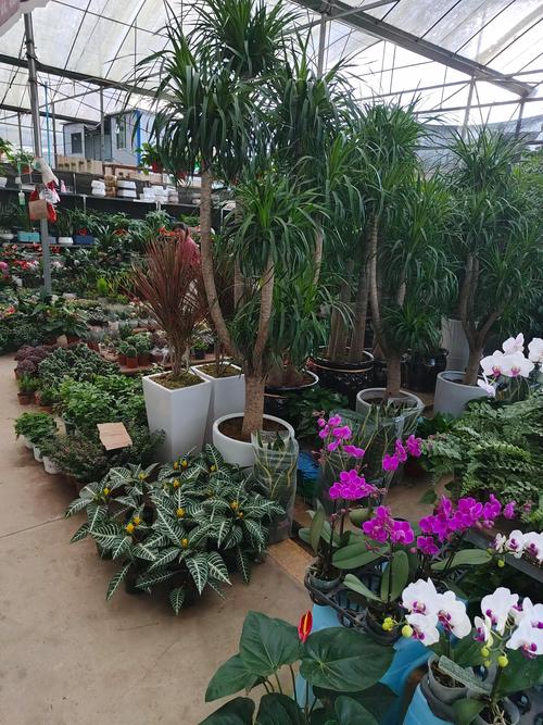 盆景本地实体店推荐：深度解析为何线下选购更值得信赖