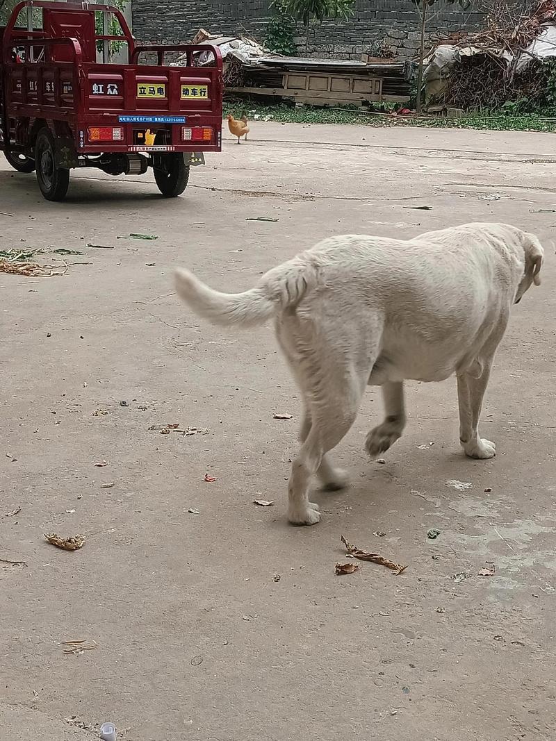 拉布拉多犬购买指南:正规犬舍的挑选标准与科学繁育现状
