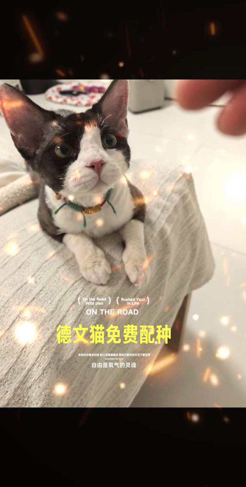 德文卷毛猫配种指南：如何寻找正规繁育合作伙伴