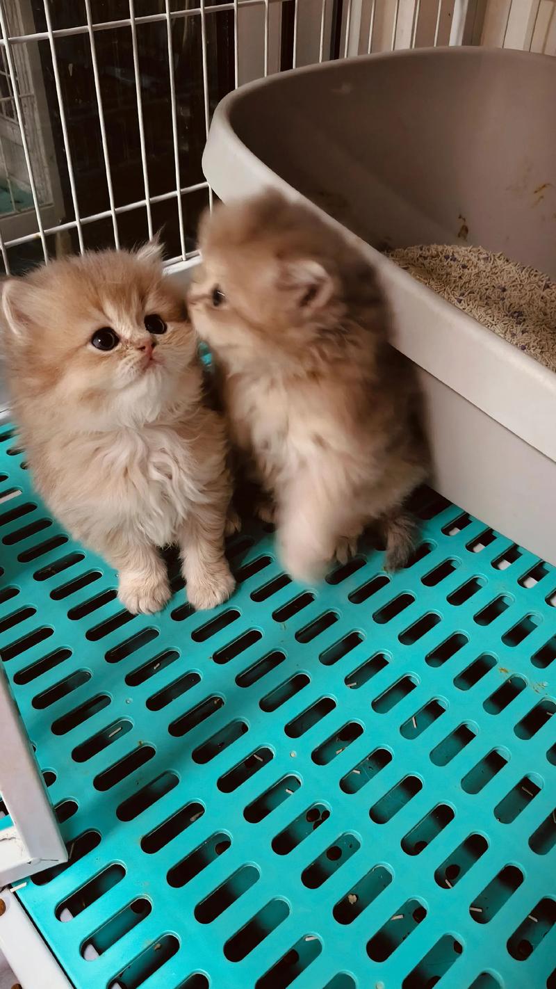 2024年金渐层出售市场指南:如何甄别正规繁育机构与选购建议