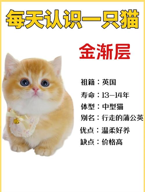 选购金渐层厂家全攻略:资质审查、环境标准与售后保障指南