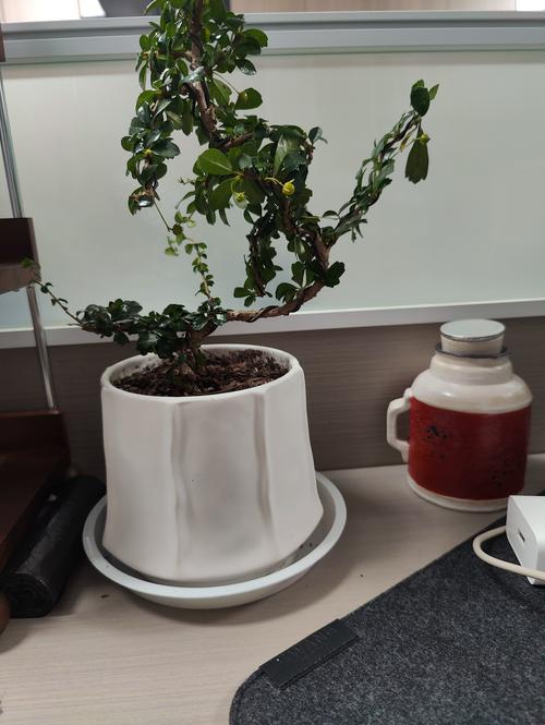 绿植盆栽代理商选择指南:市场现状与优质合作伙伴推荐