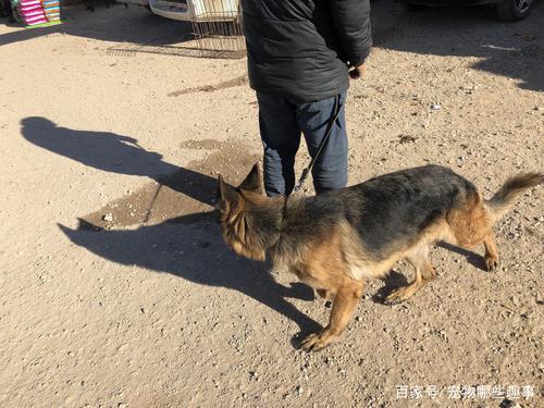 德国牧羊犬配种全流程解析：科学繁育与健康保障指南